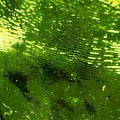 Mirrored Glass Sheet - Seaweed